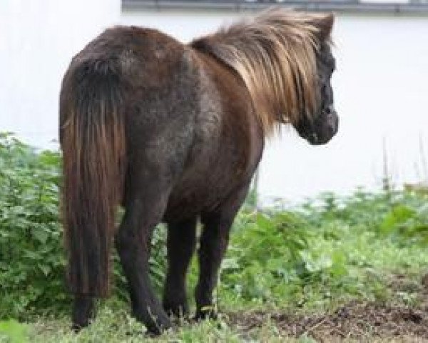 Pferd Many Minis Don't Touch (Shetland Pony (unter 87 cm), 2011, von Lord-Lester)