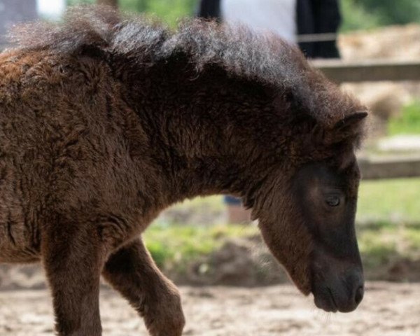 horse Sugarbabe von der Mühle (Shetland Pony, 2021, from Flamingo)