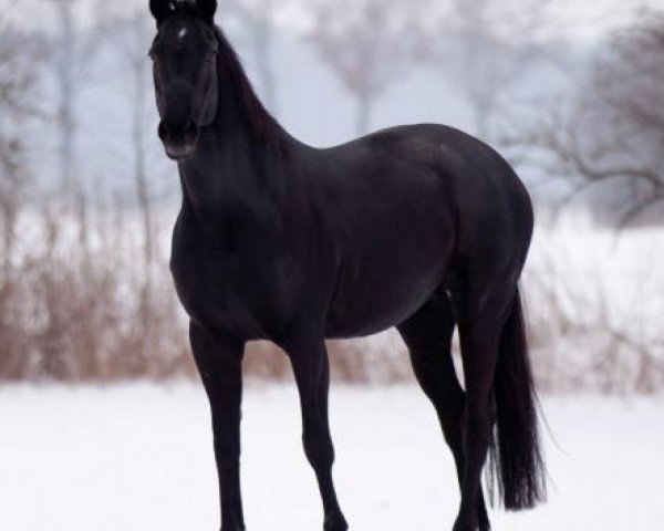 Zuchtstute Lady Justin (Oldenburger, 1996, von Justinian xx)
