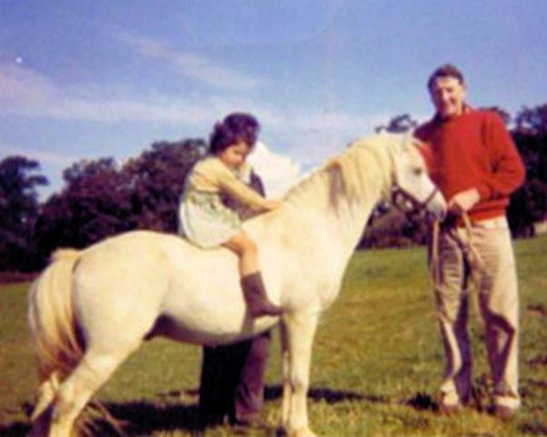 stallion Ceulan Revelry (Welsh mountain pony (SEK.A), 1943, from Ceulan Revolt) stallion Ceulan Revelry (Welsh mountain pony (SEK.A), 1943, from Ceulan Revolt)