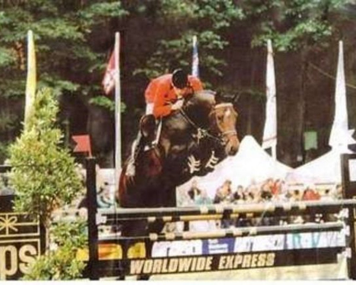 stallion Condor (Holsteiner, 1992, from Cor de la Bryère)