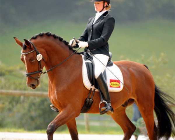 dressage horse All Inclusive (Zweibrücken, 2009, from Almati)
