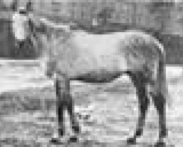 stallion Winter xx (Thoroughbred, 1935, from Manna xx)