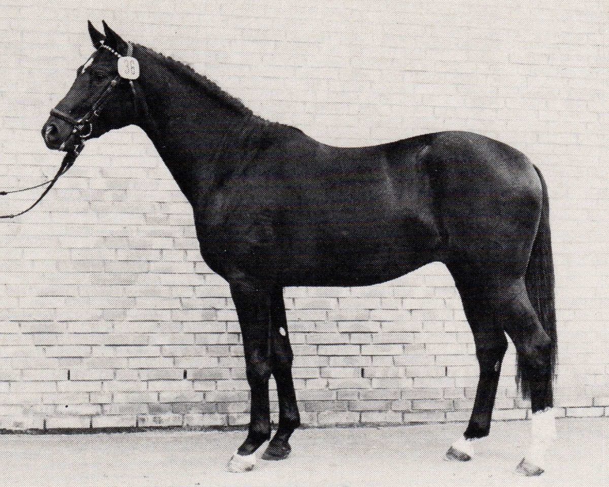 Deckhengst Römer (Trakehner, 1982, von Herzkoenig)