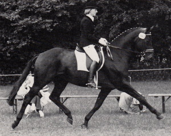 stallion Rockefeller (Trakehner, 1984, from Consul)