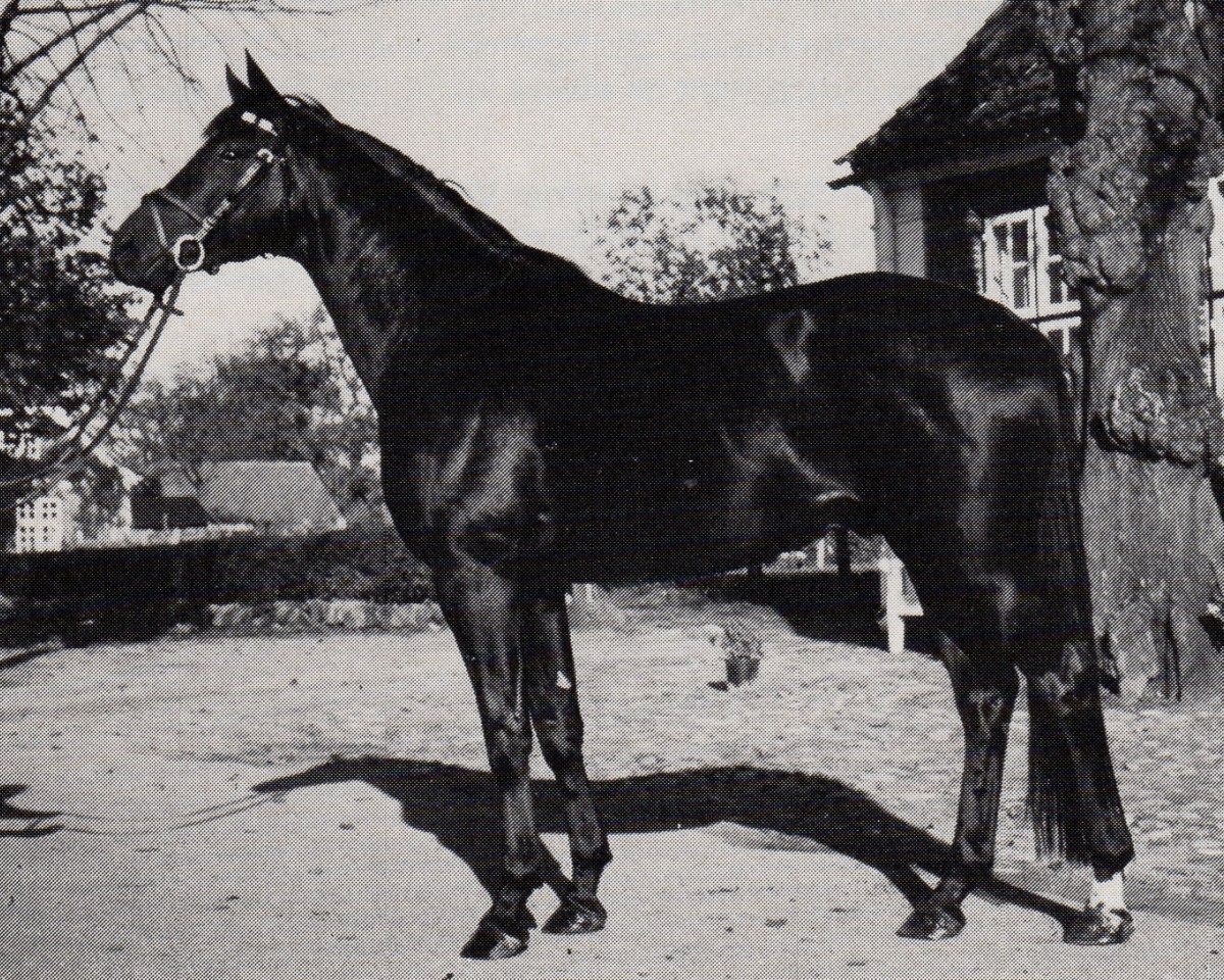 stallion Radom (Trakehner, 1979, from Mahagoni)