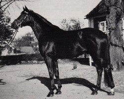 stallion Radom (Trakehner, 1979, from Mahagoni)