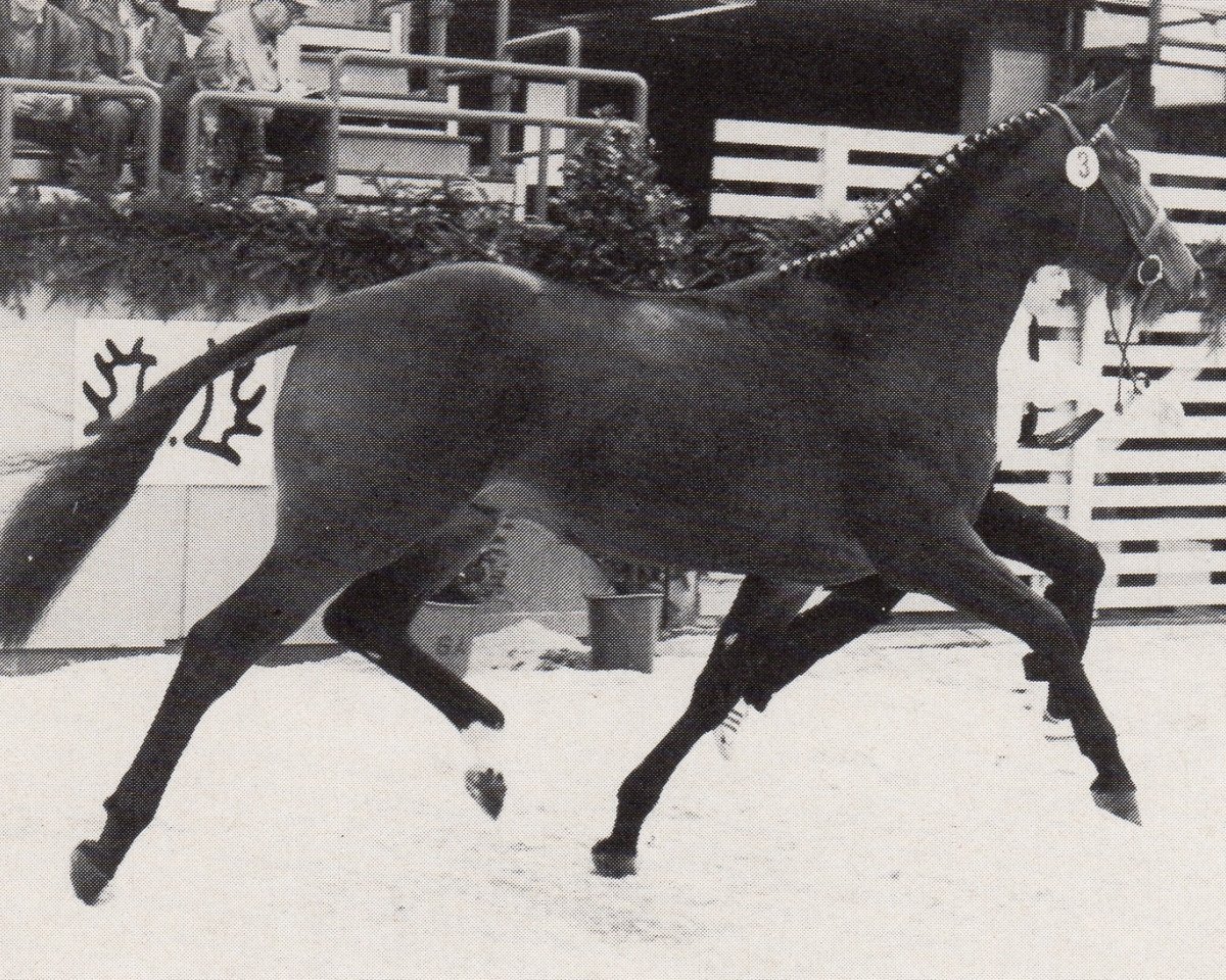 Deckhengst Gitano (Trakehner, 1978, von Shogun xx)