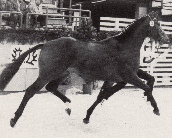stallion Gitano (Trakehner, 1978, from Shogun xx)