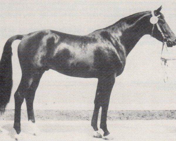 stallion Ephor 1371 (Trakehner, 1976, from Colombo 3363) stallion Ephor 1371 (Trakehner, 1976, from Colombo 3363)