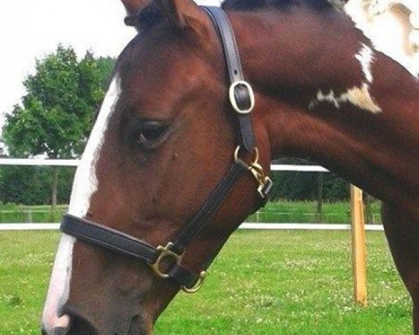horse BL's Southern Comfort (Pinto / Pleasure, 2011, from Spezial Color R)