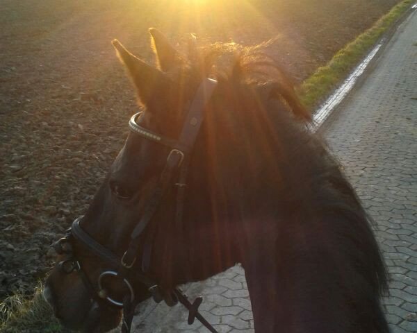 horse Del Siero (Oldenburg, 2004, from Diamond Hit)