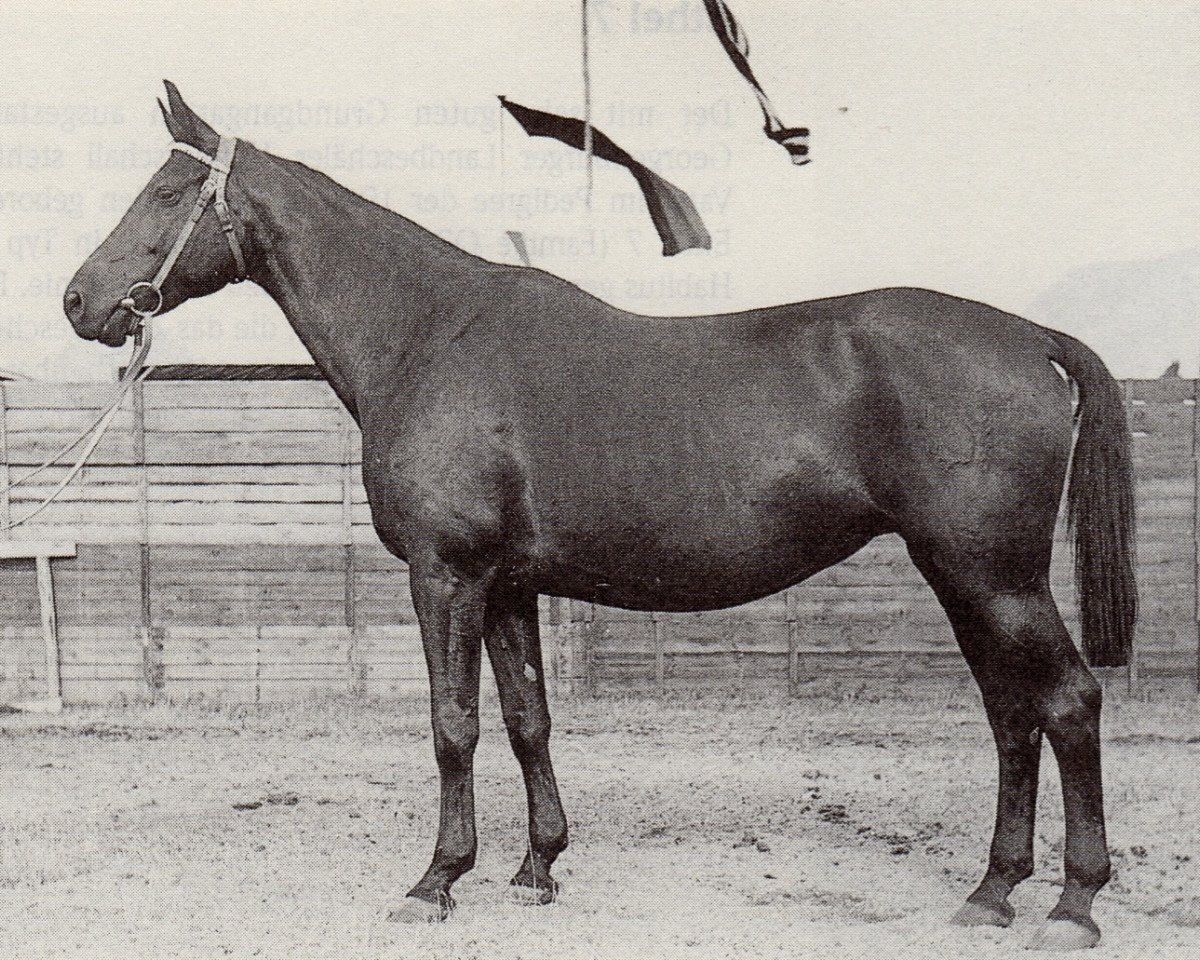 Zuchtstute Melisse (Trakehner, 1936, von Hydrant)
