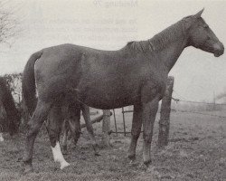 broodmare Marke (Trakehner, 1941, from Markvogt 4189)
