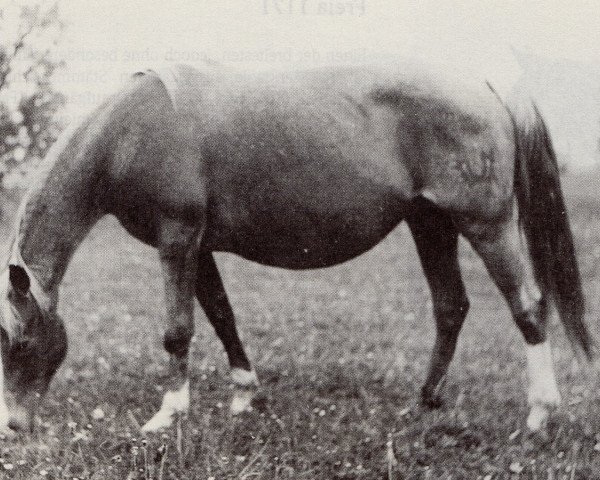 broodmare Insterburg (Trakehner, 1935, from Alba) broodmare Insterburg (Trakehner, 1935, from Alba)