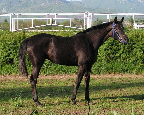 broodmare Palmeira Tersk 2010 ox (Arabian purebred, 2010, from Monomakh 2003 ox)