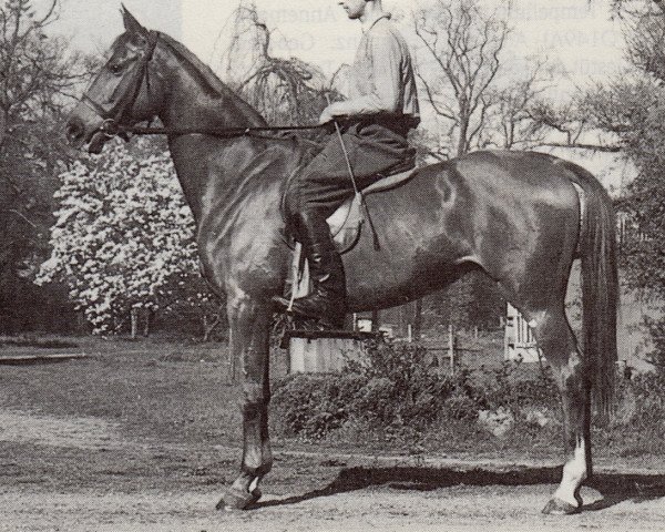 Zuchtstute Prussia (Trakehner, 1944, von Lustig)