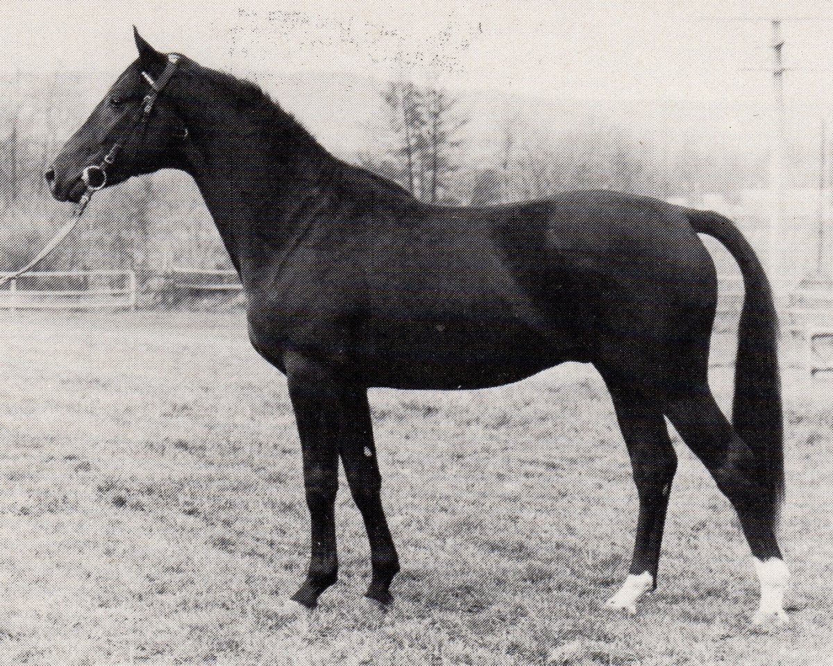 Deckhengst Sarastro (Trakehner, 1974, von Mazagran)