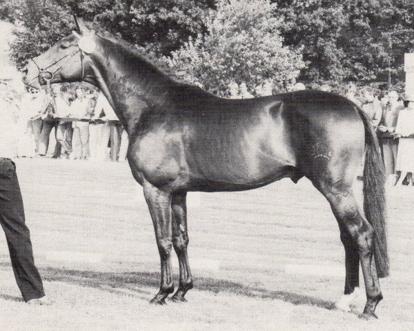 Deckhengst Schwerttraeger (Trakehner, 1980, von Hilarius)