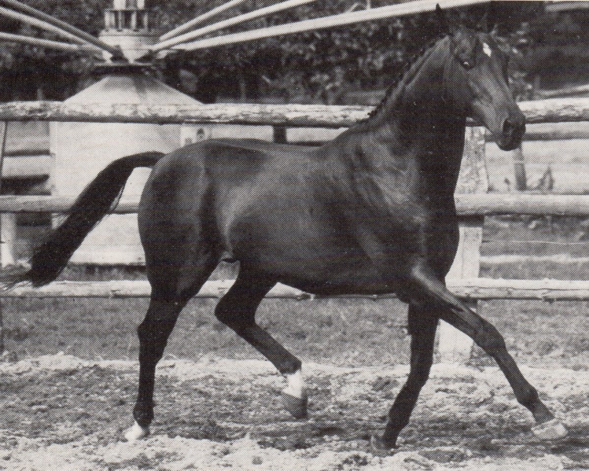 Deckhengst Solo xx (Englisches Vollblut, 1980, von Lord Udo xx)