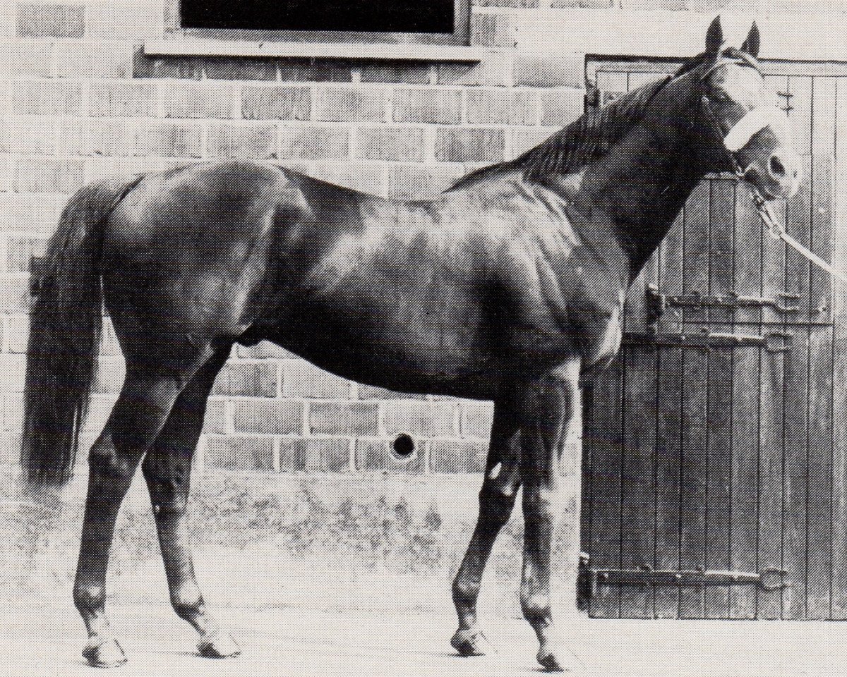 stallion Spring Dive xx (Thoroughbred, 1974, from Deep Diver xx)