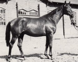 stallion Tiparillo (Trakehner, 1969, from Heros)