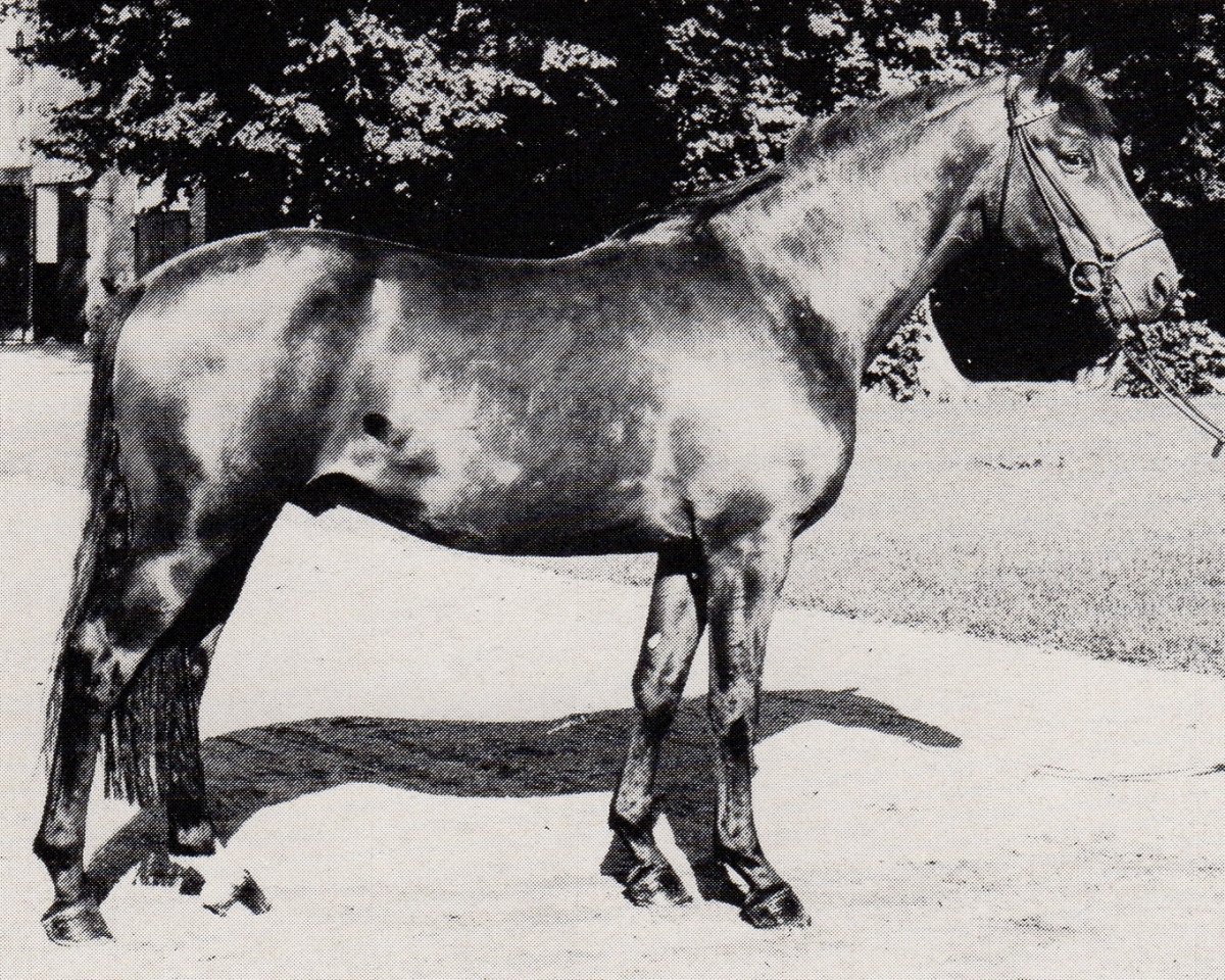 stallion Tipperary (Trakehner, 1978, from Matador)