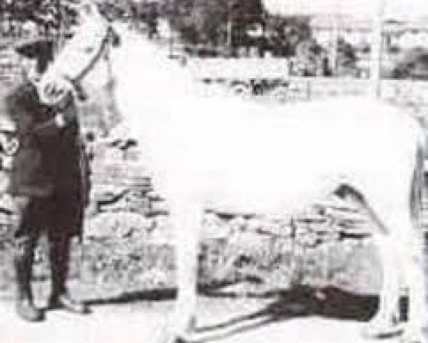 stallion Gil (Connemara Pony, 1938, from Inchagoill Laddie) stallion Gil (Connemara Pony, 1938, from Inchagoill Laddie)