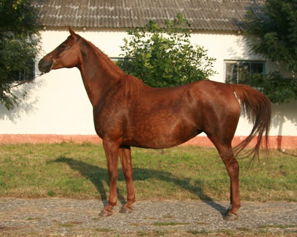 broodmare Persefona 2001 ox (Arabian purebred, 2001, from Nougatin 1994 ox)