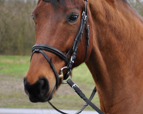 Dressurpferd Finley 37 (Westfale, 1998, von Florestan I)