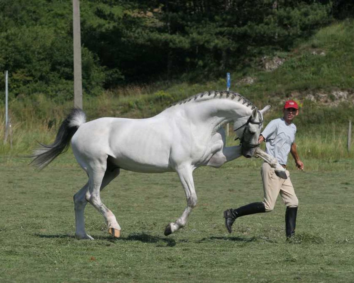 horse Acorn (Holsteiner, 1994, from Acord II)