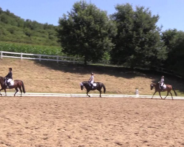 Reitturnier Vlotho-Exter 2018