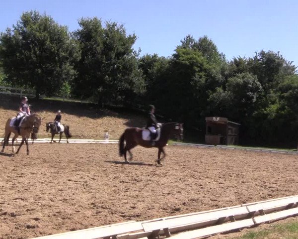 Reitturnier Vlotho-Exter 2018