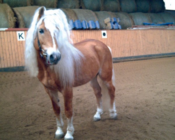 stallion Admiral (Haflinger, 2001, from liz. 101/T Amadeus)