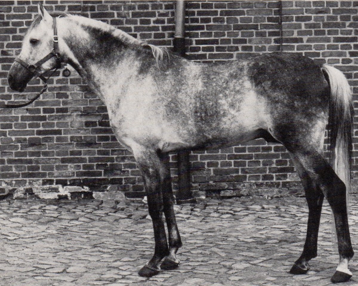 stallion Daemon ox (Arabian purebred, 1972, from Gharib ox)