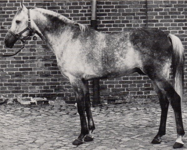 stallion Daemon ox (Arabian purebred, 1972, from Gharib ox)