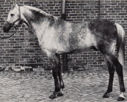 stallion Daemon ox (Arabian purebred, 1972, from Gharib ox)