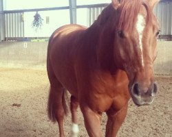 jumper L'Ami Du Coeur (Hanoverian, 2007, from Lordanos)