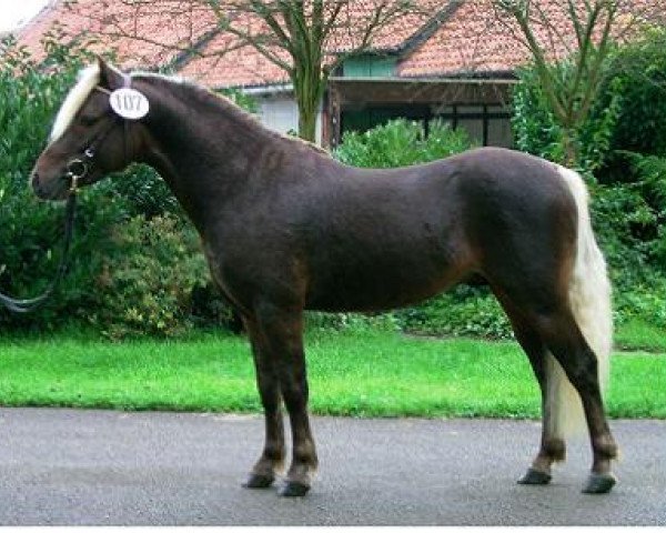 Deckhengst KC Coyne Connection (American Classic Shetl. Pony, 2001, von ZJ's Windwalker) Deckhengst KC Coyne Connection (American Classic Shetl. Pony, 2001, von ZJ's Windwalker)