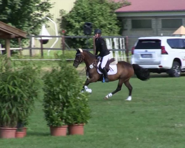 Reitturnier Hanerau-Hademarschen 2018