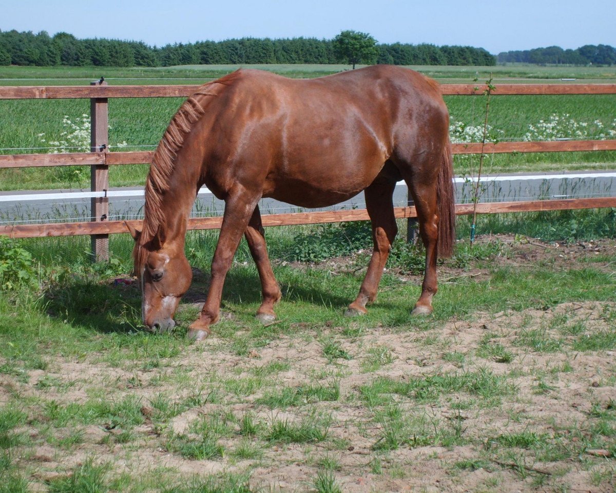 Broodmare Spielerin (Oldenburger, 1988, from Zeus)