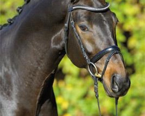 Avelshingst Contano (Holsteinare, 2007, av Coriano) - Gestüt Birkhof - 50 Jahre Impulse für Zucht und Sport