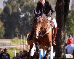 jumper Maxi 394 (Zangersheide riding horse, 2005, from Maximum Clearance xx)