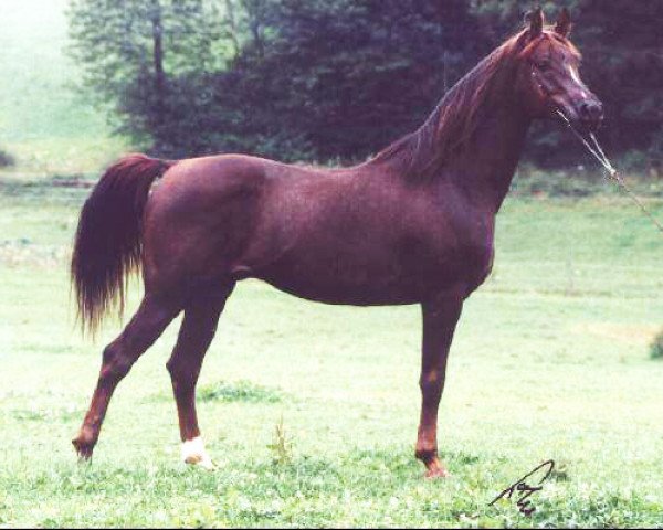 stallion Prognoz 1992 ox (Arabian purebred, 1992, from Gusar 1984 ox)