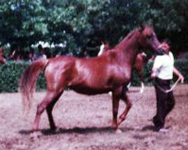 broodmare Primeta 1977 ox (Arabian purebred, 1977, from Muscat 1971 ox)