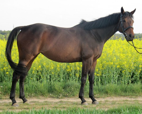 Pferd Winter Dream xx (Englisches Vollblut, 2004, von Artan xx)