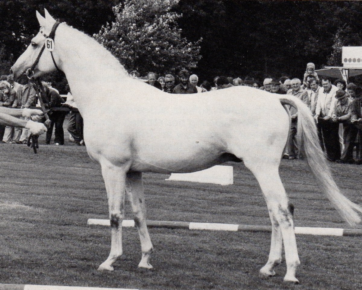 stallion Meilenstein (Trakehner, 1969, from Hessenstein)