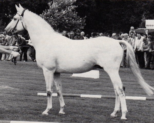 stallion Meilenstein (Trakehner, 1969, from Hessenstein)