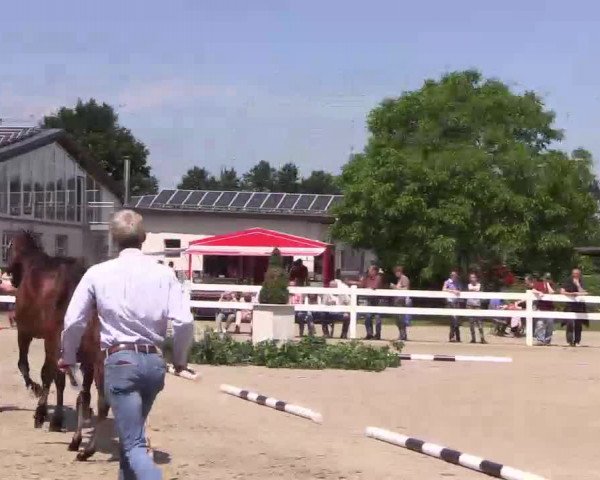 Stuten- und Fohlenschau Herbern 2019