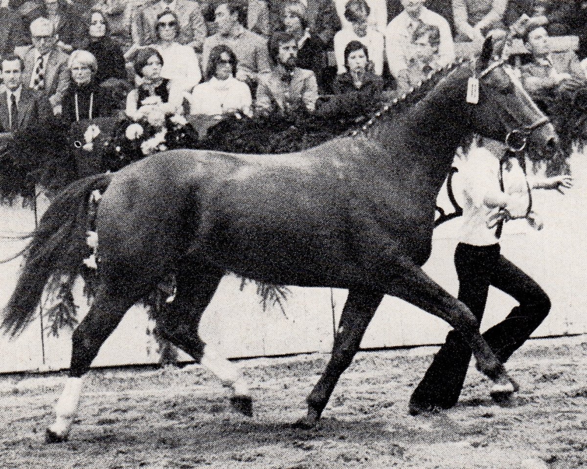 Deckhengst Mark (Trakehner, 1975, von Donauwind)